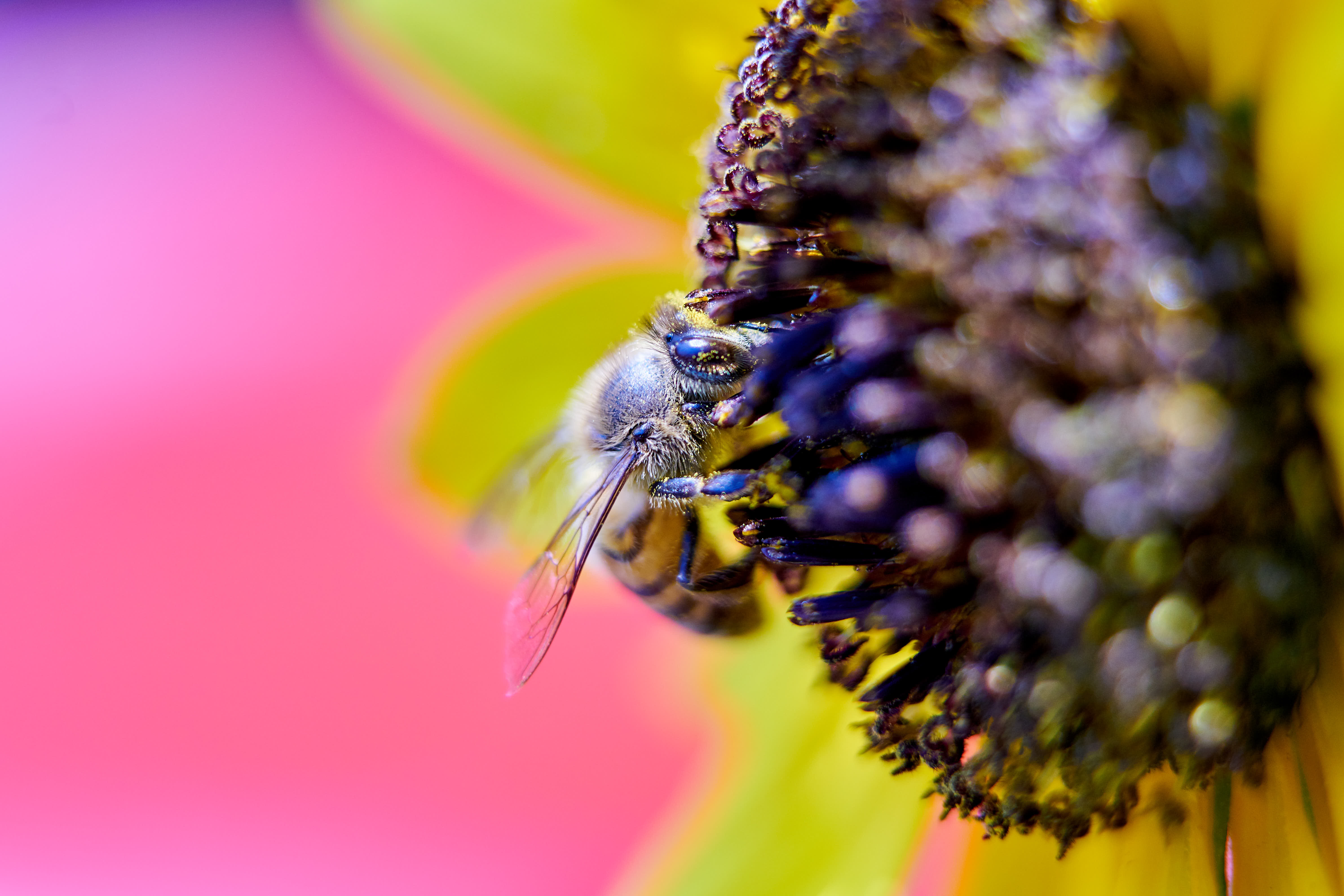 Abeja posada en antena de una flor extrayendo polen. Insecto, polinizador, girasol, flor, polen.